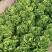 意大利生菜大量供应基地直供保质保量量大价优全国发货