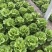 意大利生菜大量供应基地直供保质保量量大价优全国发货