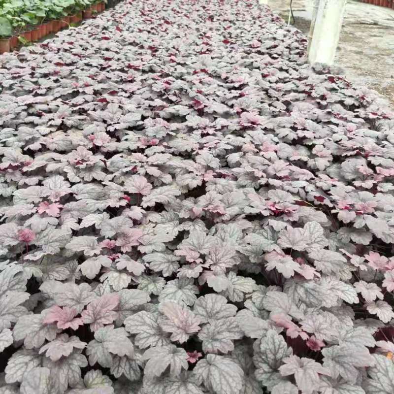矾根成都郫县基地各规格齐全