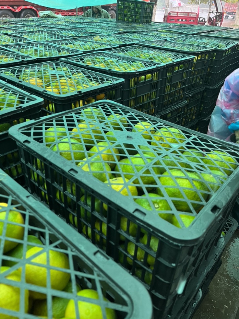 湖北蜜橘，精品蜜桔大量上市，产地直发，保证质量，价格实惠！