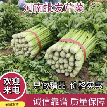【推荐】河南芹菜产地直发大量供应量大从优对接全国