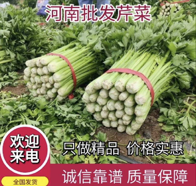 【推荐】河南芹菜产地直发大量供应量大从优对接全国