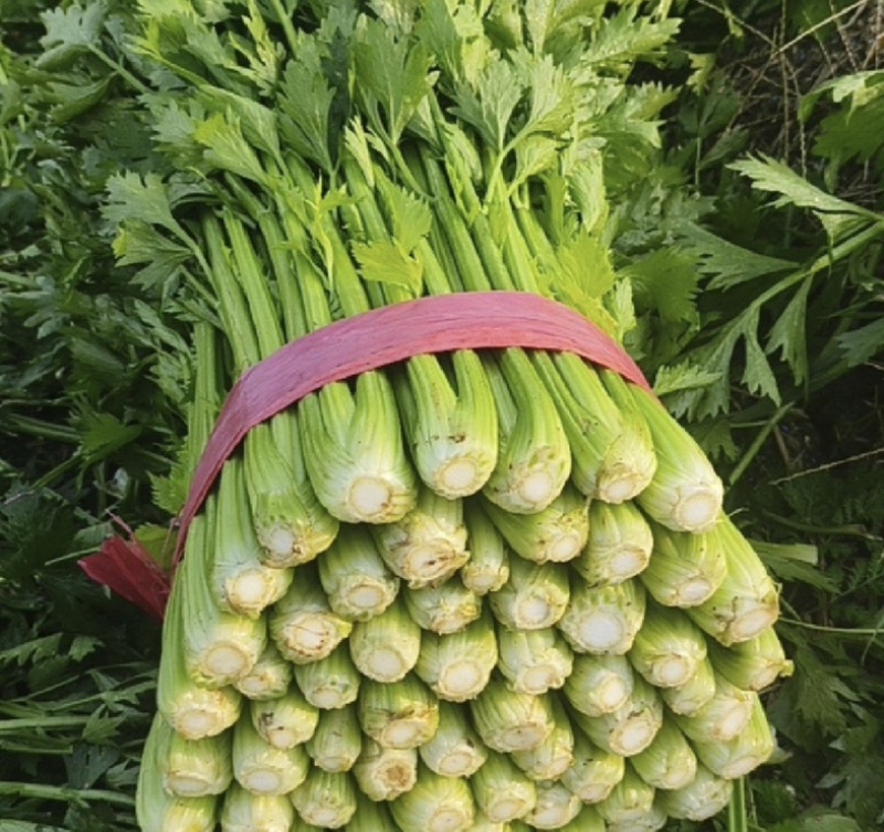 【推荐】河南芹菜产地直发大量供应量大从优对接全国