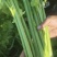 【推荐】河南芹菜产地直发大量供应量大从优对接全国