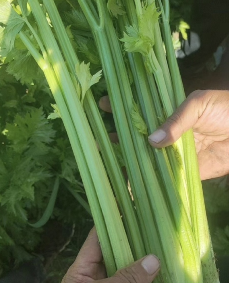 【推荐】河南芹菜产地直发大量供应量大从优对接全国