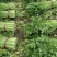 【推荐】河南芹菜产地直发大量供应量大从优对接全国