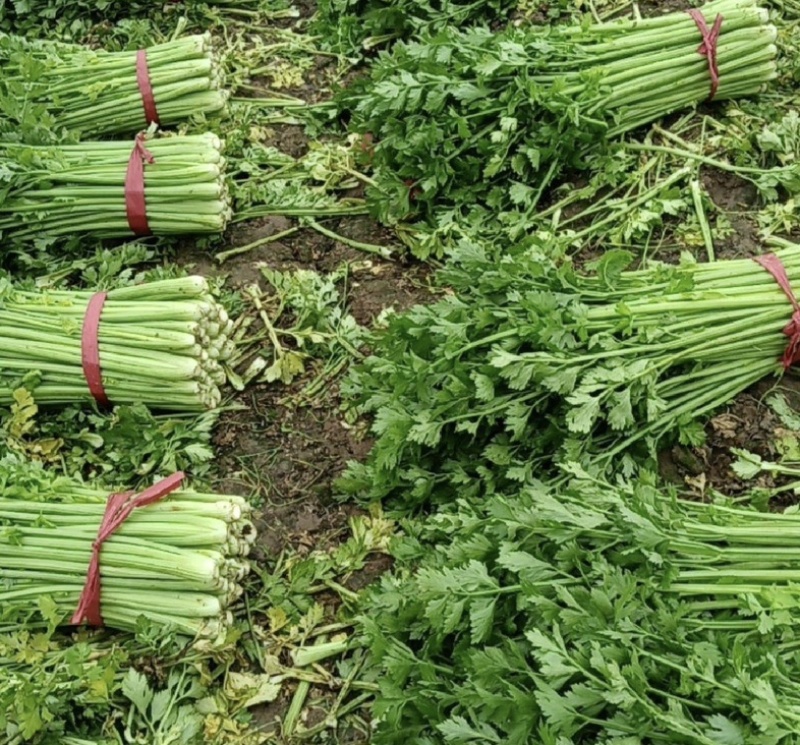 【推荐】河南芹菜产地直发大量供应量大从优对接全国