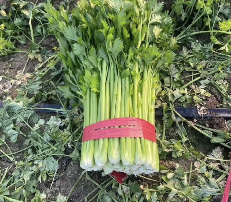 【推荐】河南芹菜产地直发大量供应量大从优对接全国