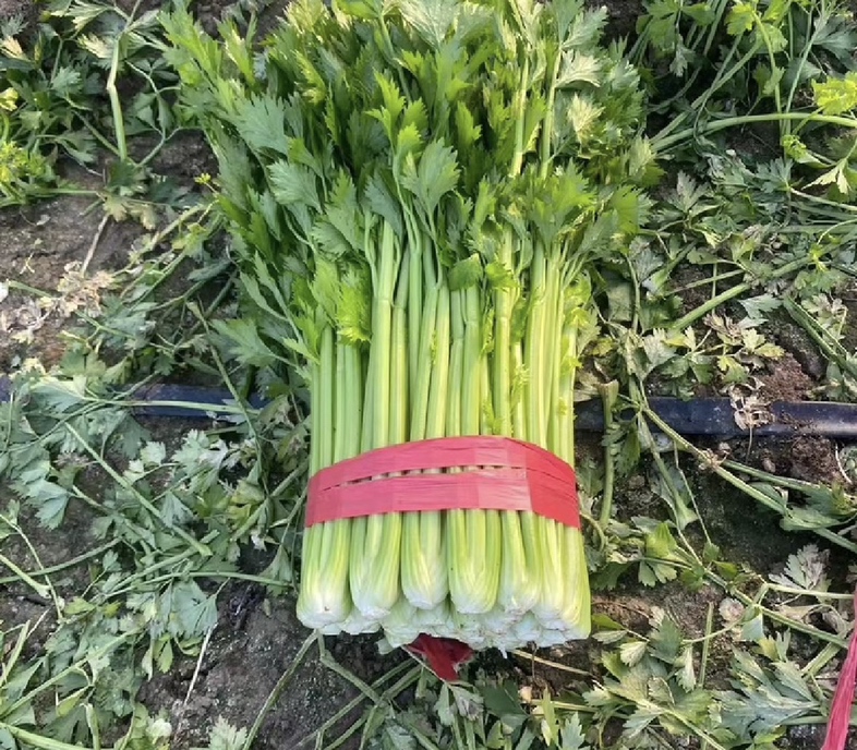 香芹挑选技巧 - 观察颜色
