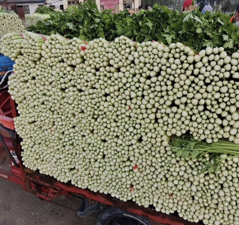 【推荐】河南芹菜产地直发大量供应量大从优对接全国