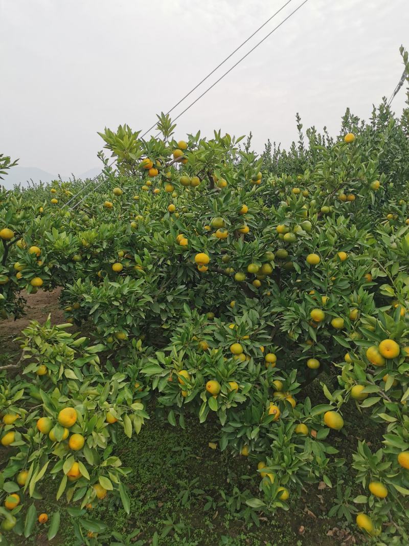 湖南蜜橘，精品蜜橘基地直发量大从优，价格美丽欢迎来电