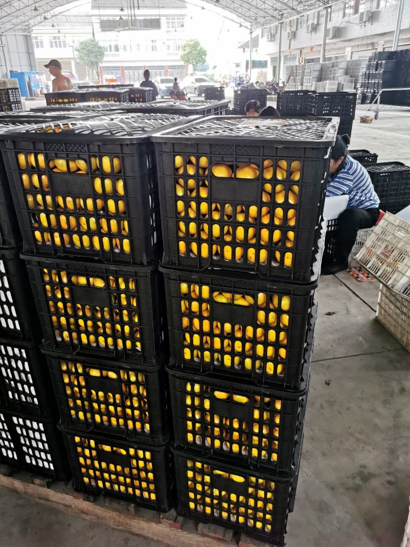 湖南蜜橘，精品蜜橘基地直发量大从优，价格美丽欢迎来电