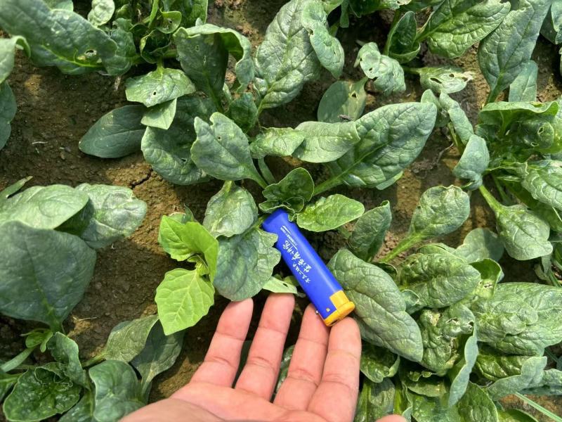 河南趴地小菠菜，菠菜各种包装，产地直发