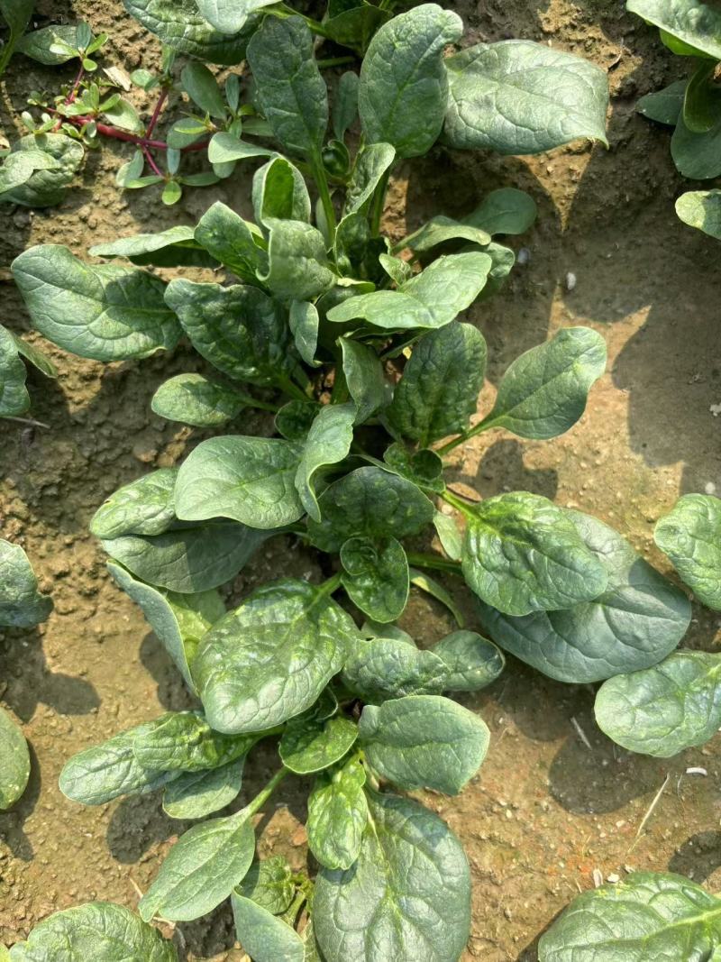 河南趴地小菠菜，菠菜各种包装，产地直发