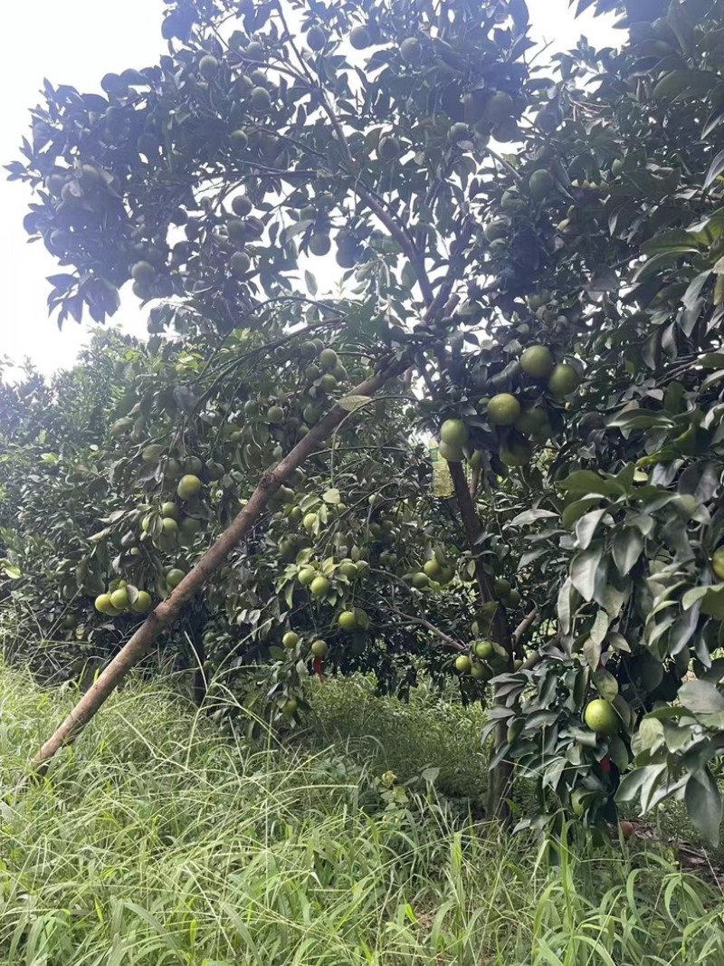 琼中绿橙
