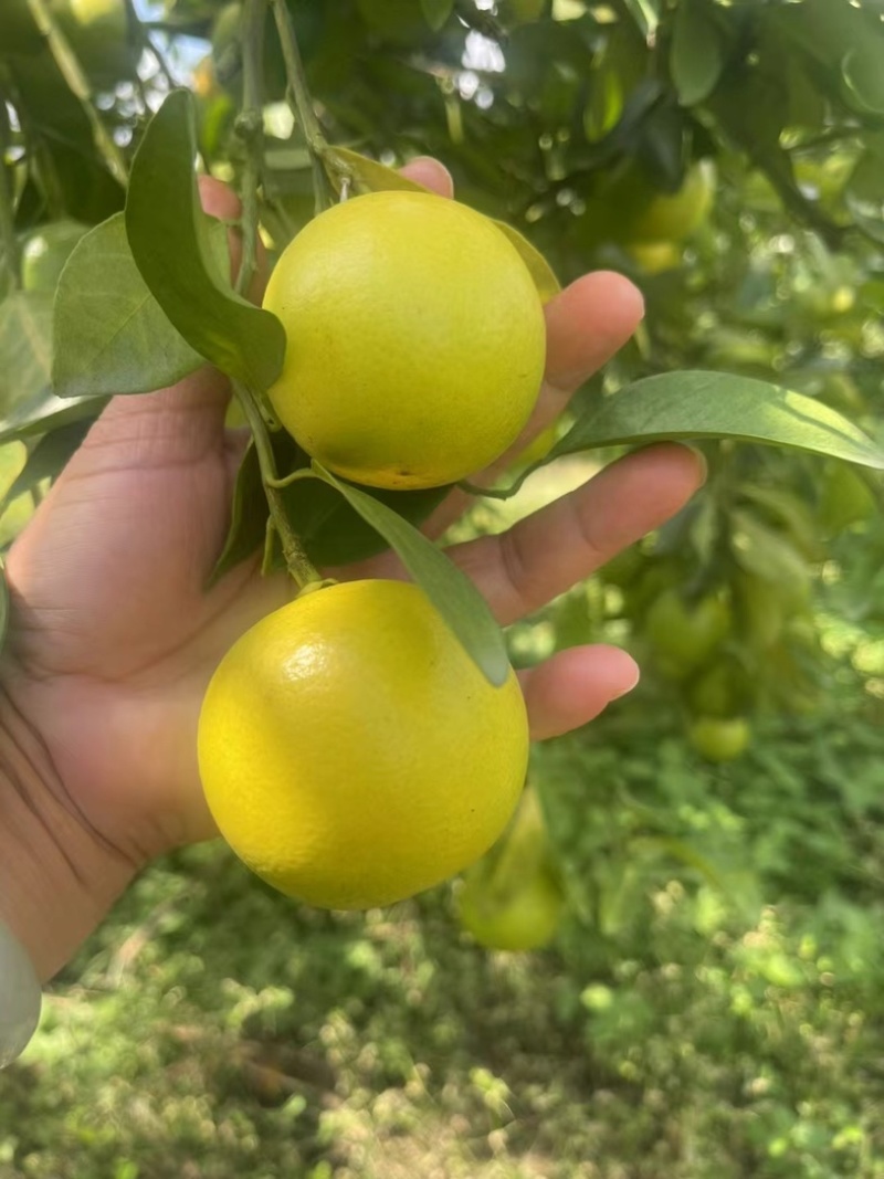 琼中绿橙