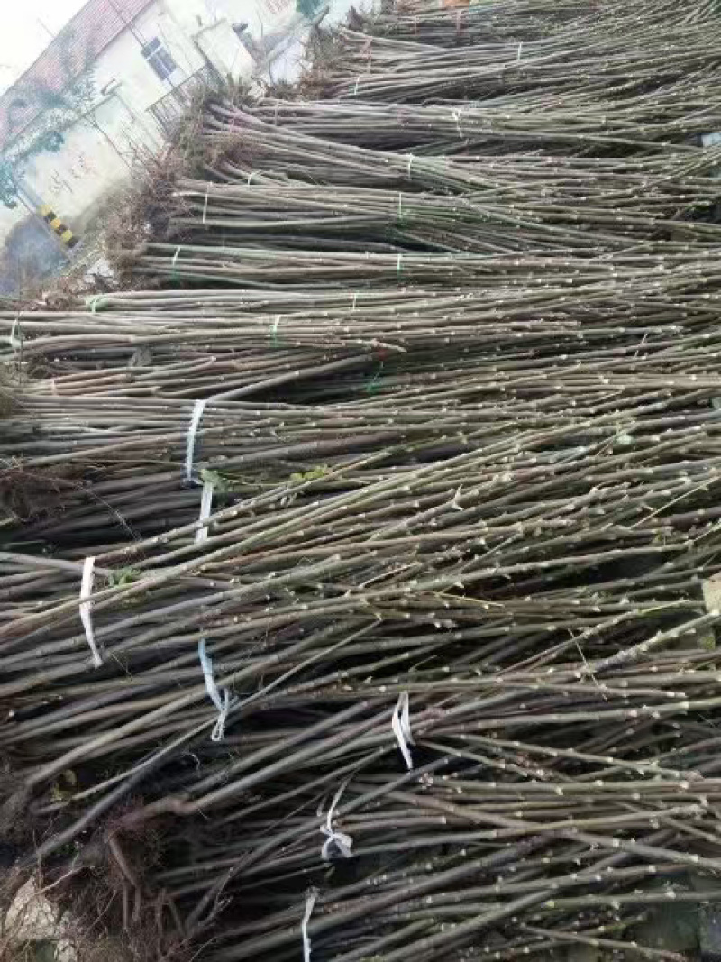 香椿树苗大量上货了，入棚苗，露天苗，要的客户联系我吧。