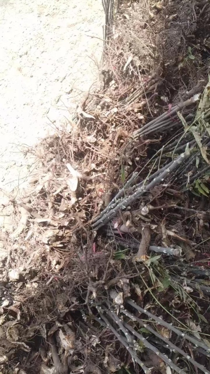 香椿树苗大量上货了，入棚苗，露天苗，要的客户联系我吧。