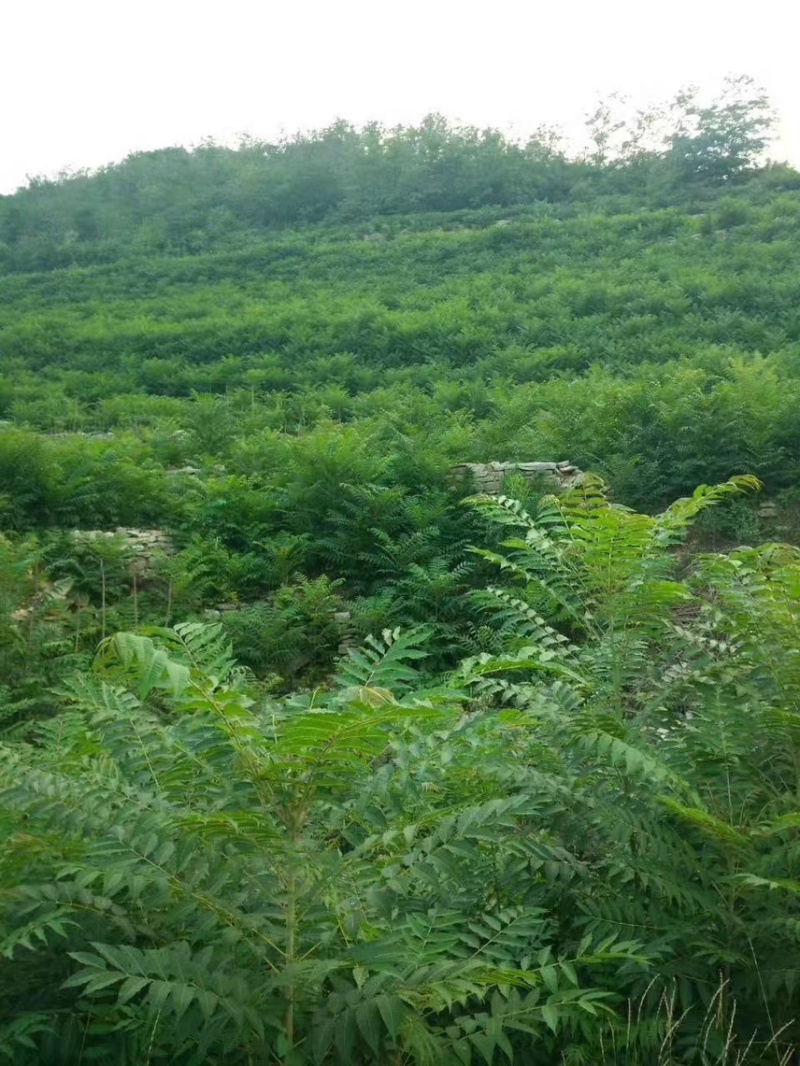 香椿树苗大量上货了，入棚苗，露天苗，要的客户联系我吧。