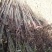 香椿树苗大量上货了，入棚苗，露天苗，要的客户联系我吧。