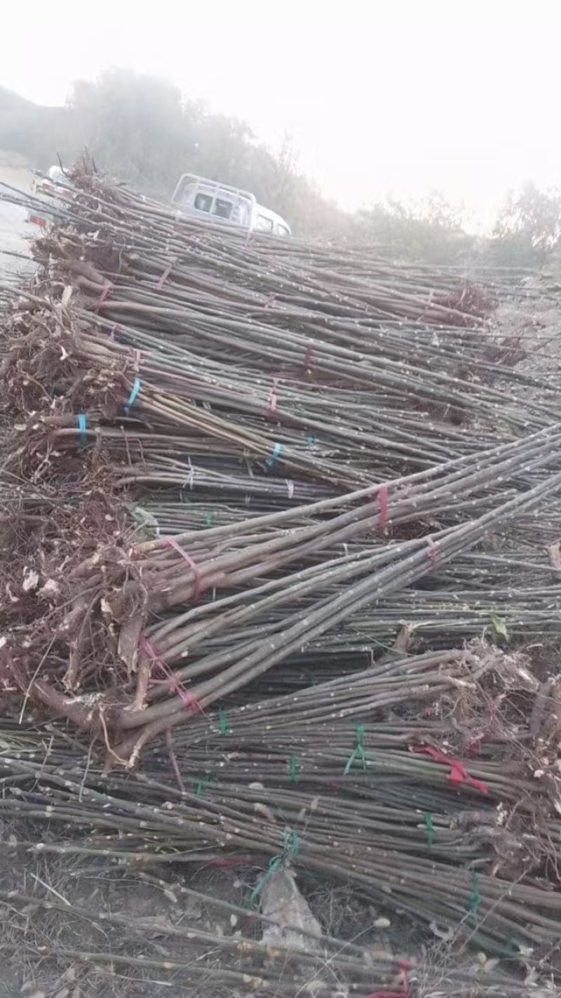香椿树苗大量上货了，入棚苗，露天苗，要的客户联系我吧。