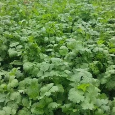 精品香菜大量上市产地直发诚信经营量大质优价格美丽
