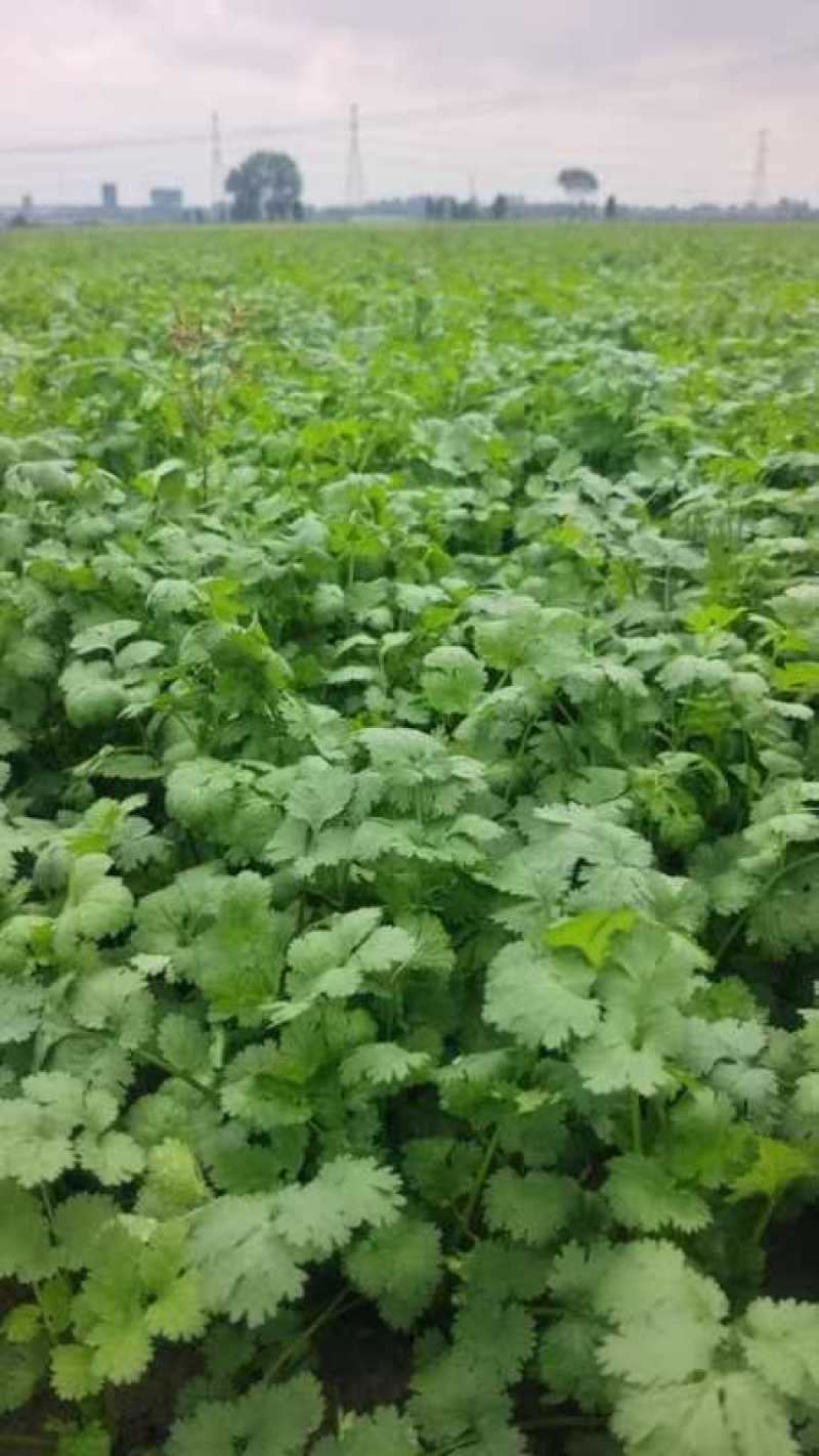 精品香菜大量上市产地直发诚信经营量大质优价格美丽