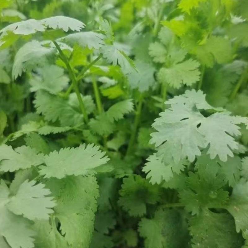 大叶香菜大量上市精品香菜一手产地货源量大质优