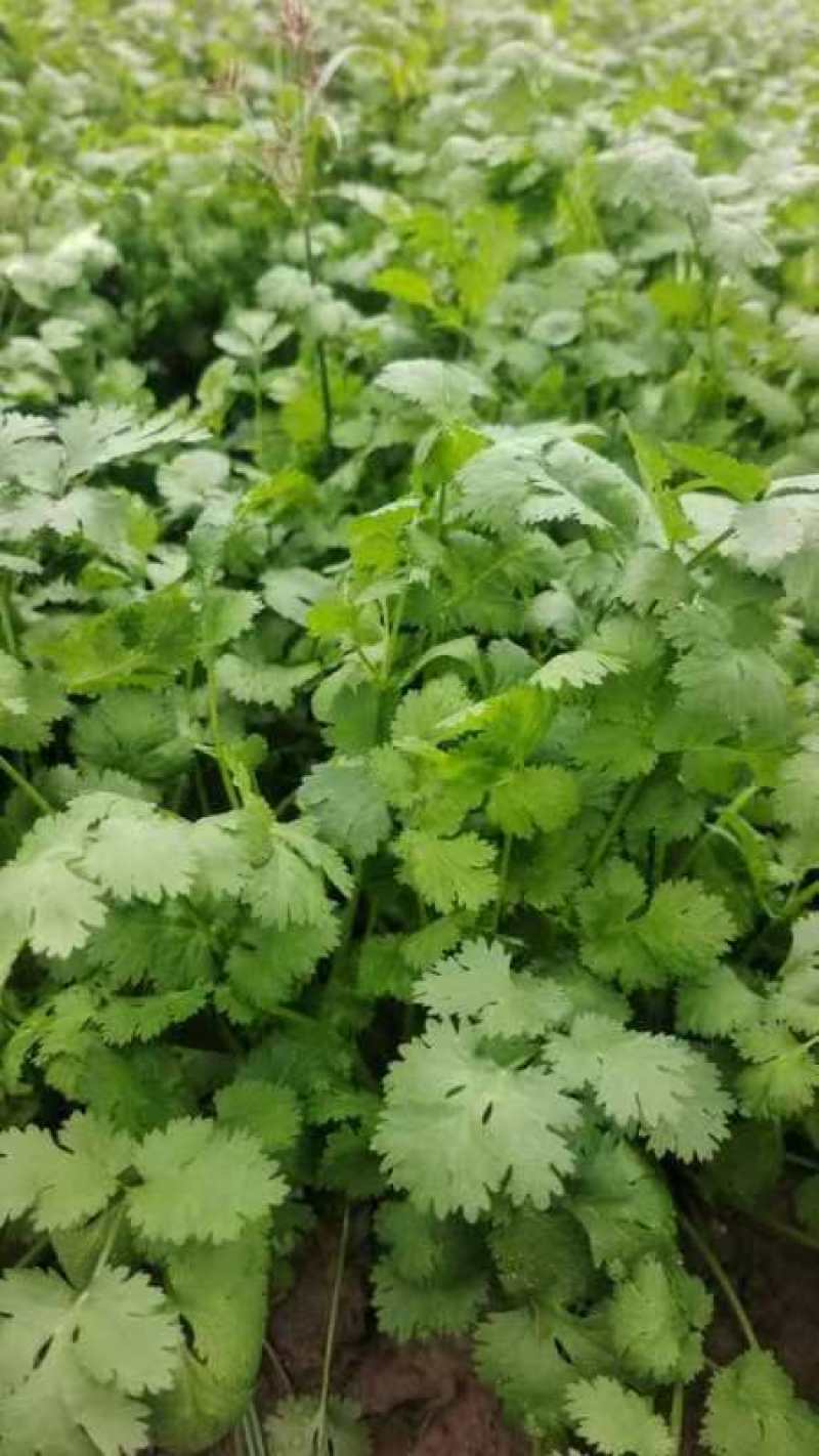 大叶香菜大量上市精品香菜一手产地货源量大质优