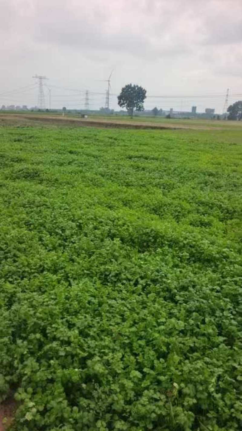 大叶香菜大量上市精品香菜一手产地货源量大质优