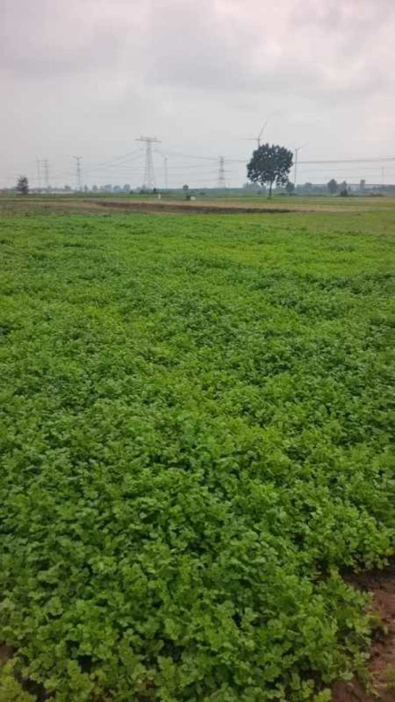 大叶香菜大量上市精品香菜一手产地货源量大质优