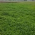 大叶香菜大量上市精品香菜一手产地货源量大质优