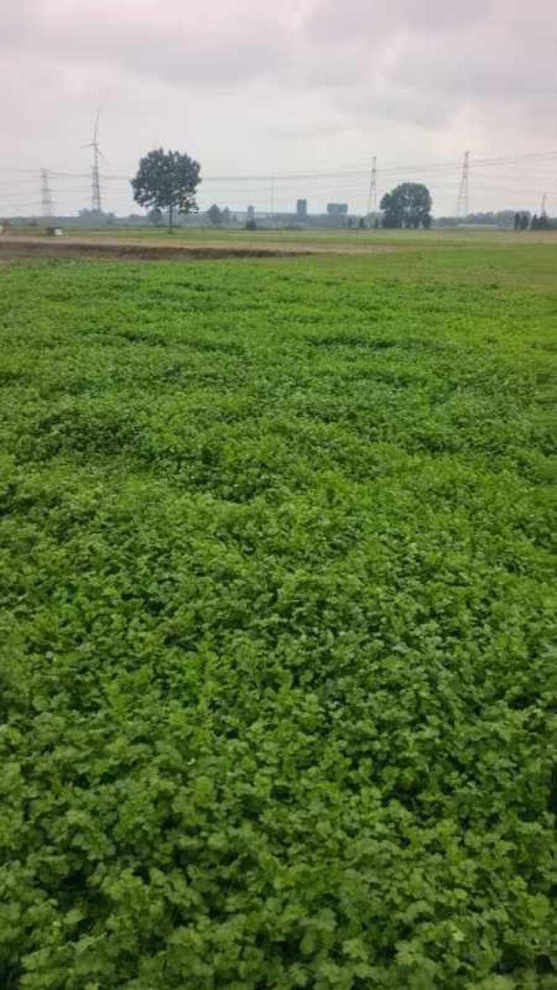 大叶香菜大量上市精品香菜一手产地货源量大质优