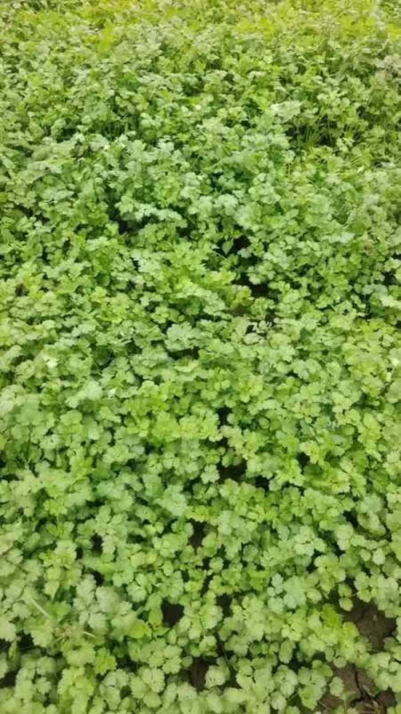 大叶香菜大量上市精品香菜一手产地货源量大质优
