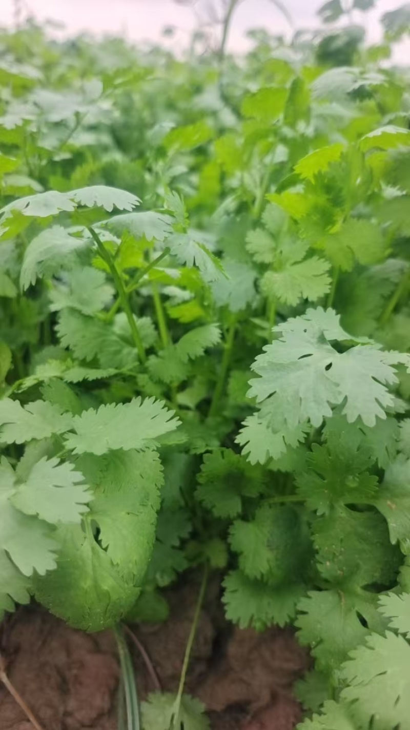 大叶香菜大量上市精品香菜一手产地货源量大质优