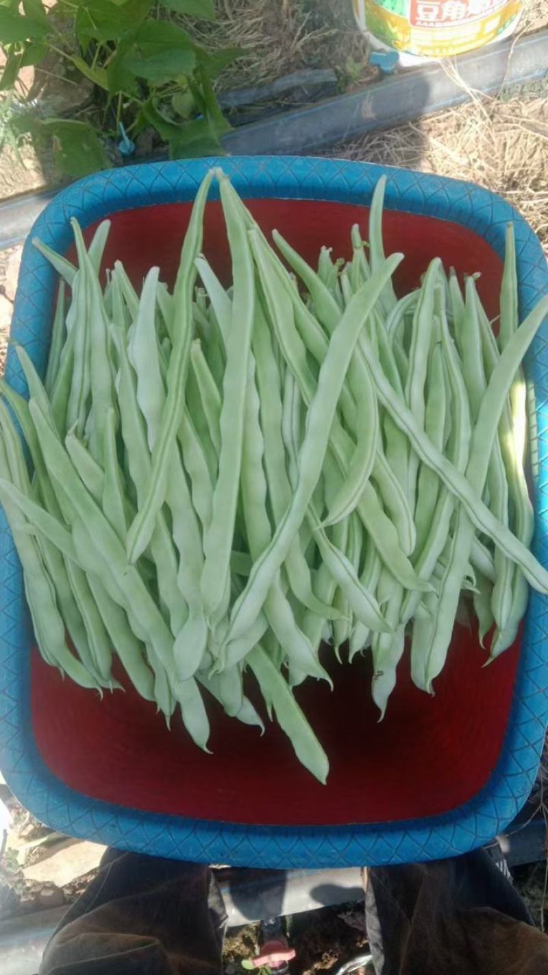 精品白芸豆