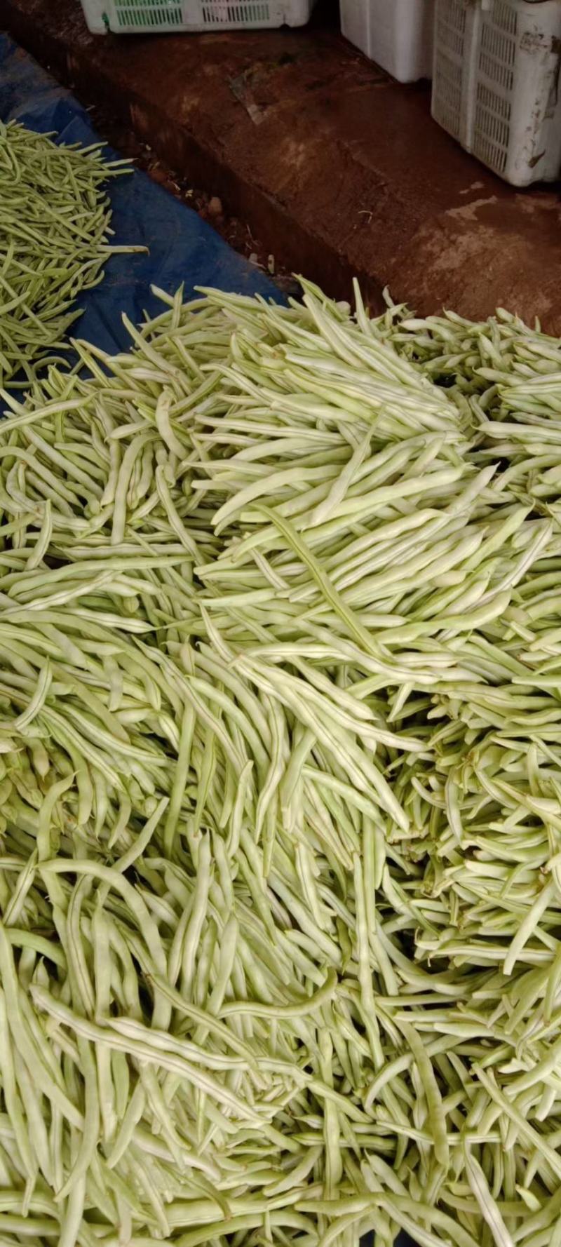 精品白芸豆