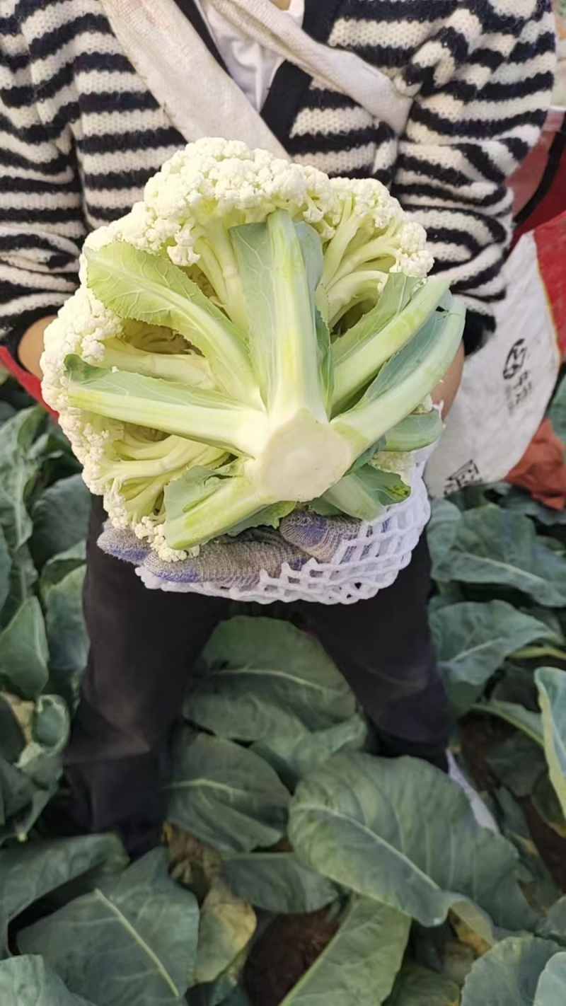有机菜花大量上市产地直发品质保证价格优惠欢迎来电洽谈