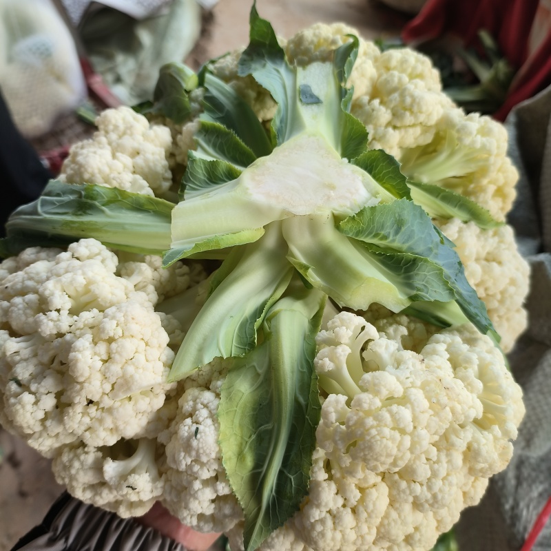 有机菜花大量上市产地直发品质保证价格优惠欢迎来电洽谈