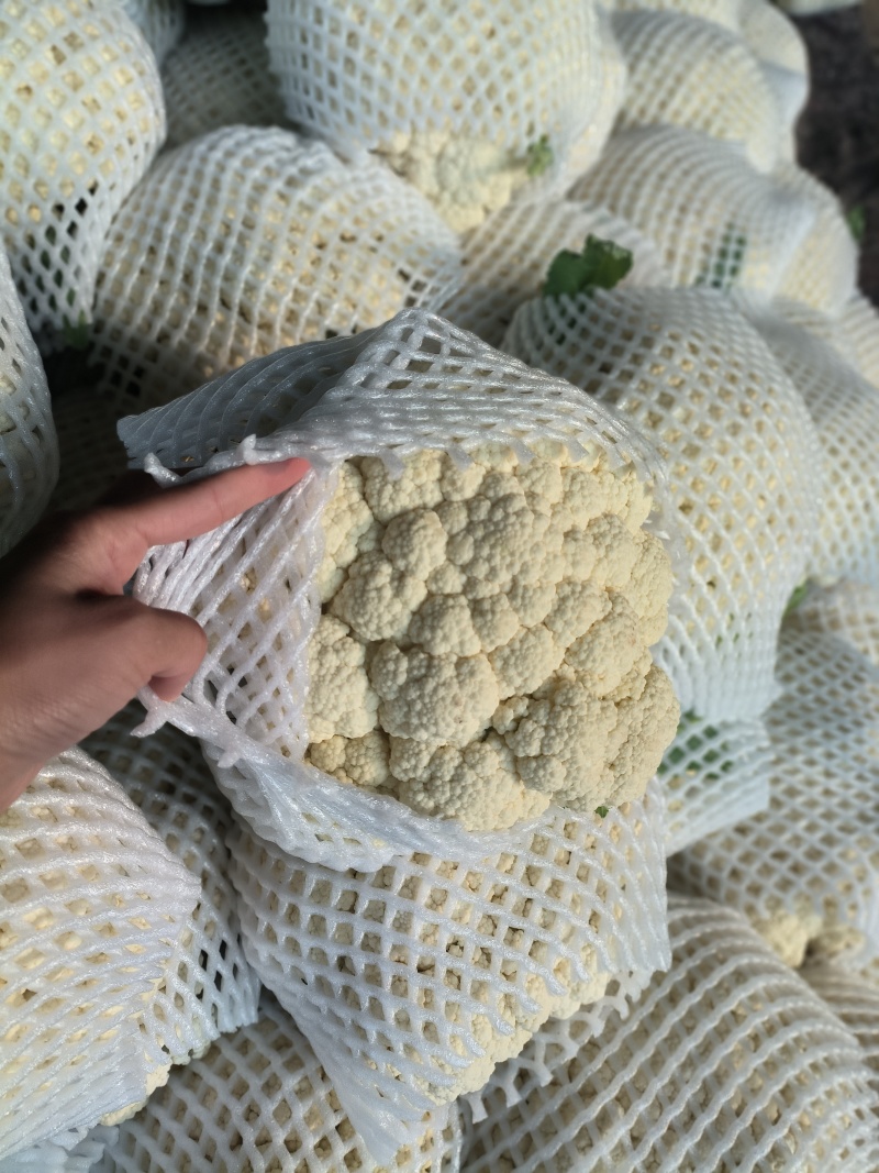有机菜花大量上市产地直发品质保证价格优惠欢迎来电洽谈