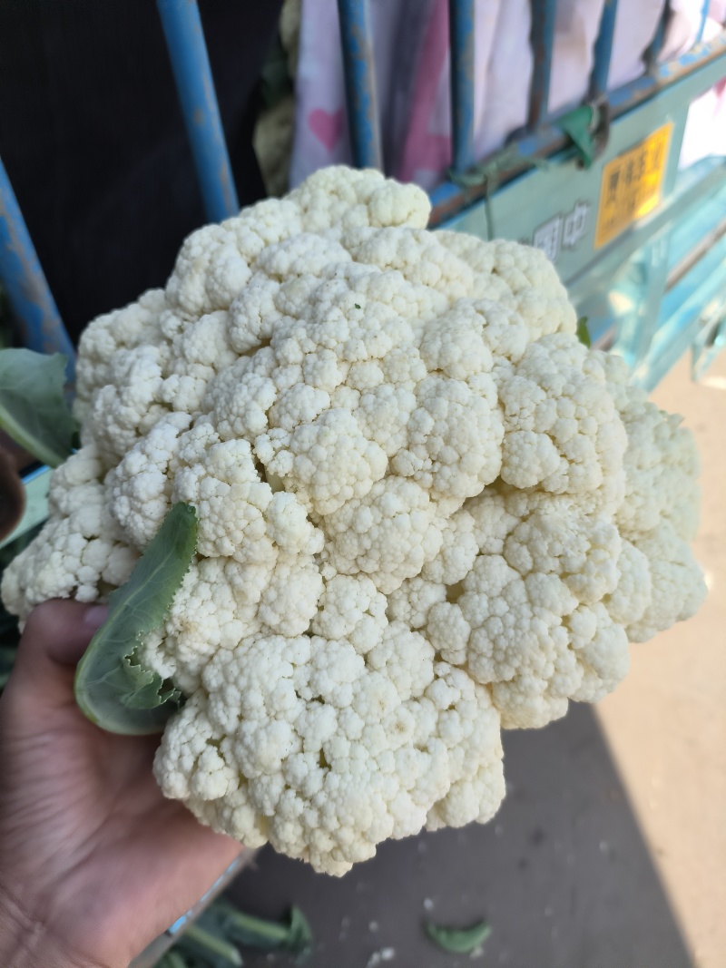 有机菜花大量上市产地直发品质保证价格优惠欢迎来电洽谈