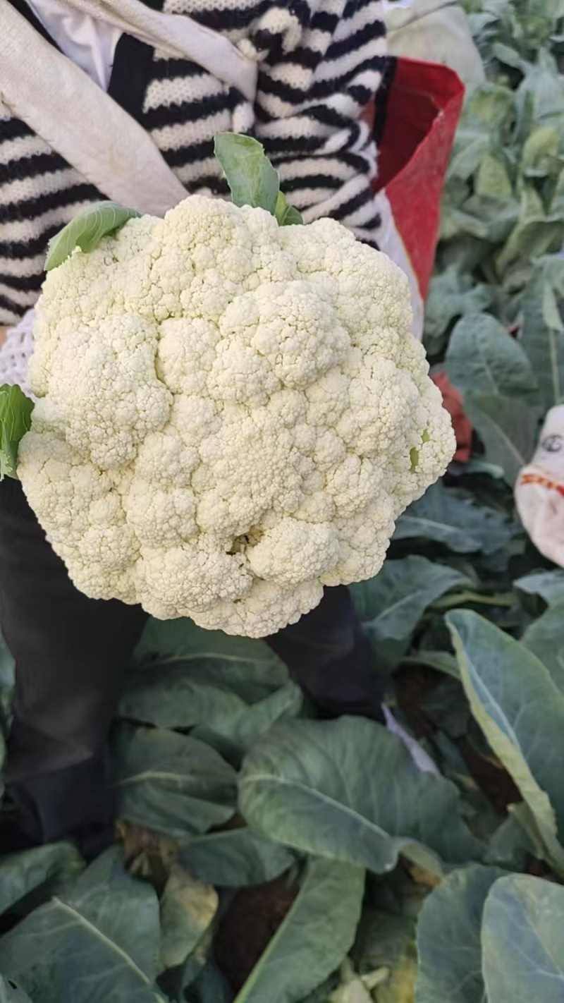 有机菜花大量上市产地直发品质保证价格优惠欢迎来电洽谈