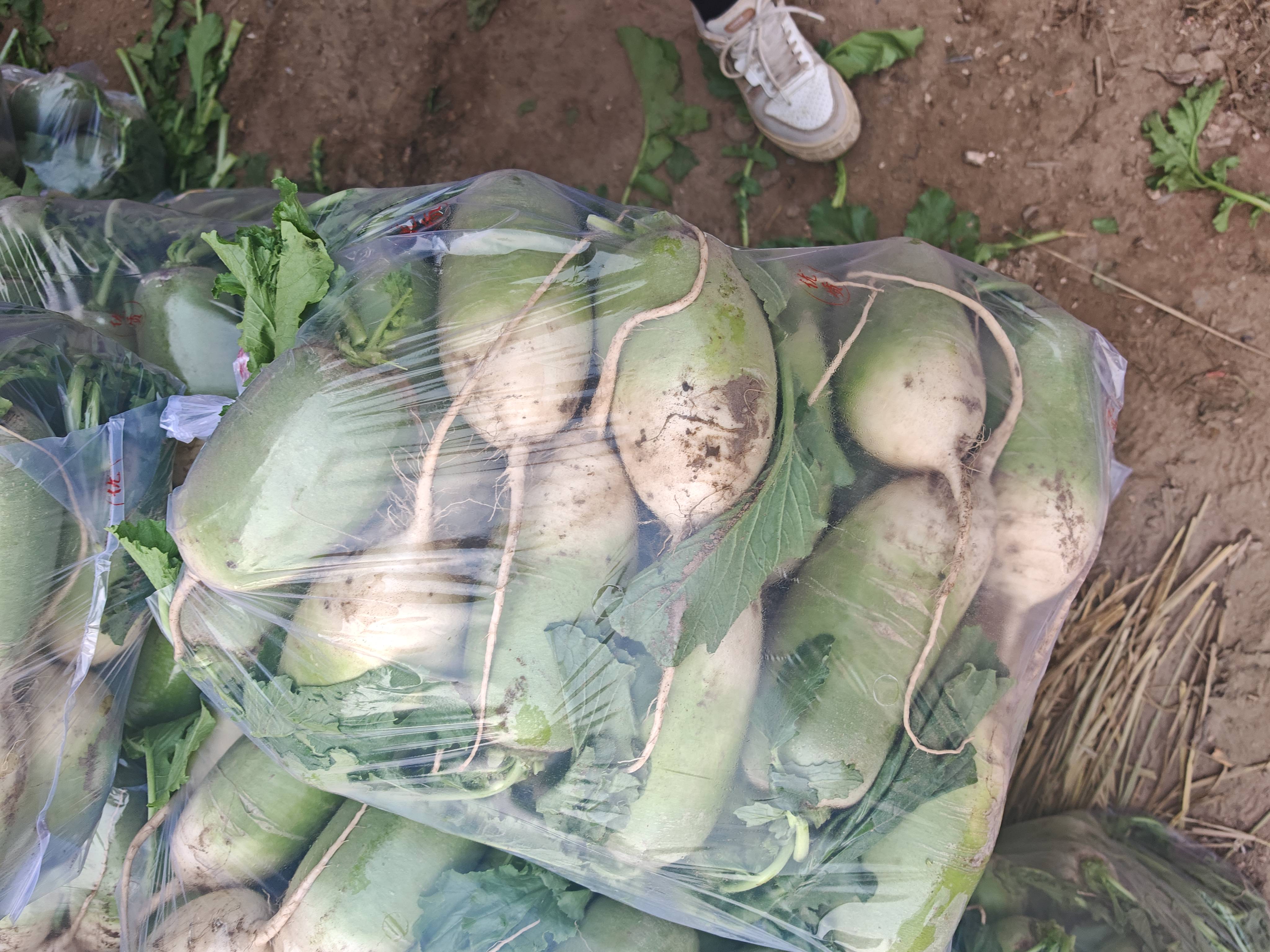 展示几种家庭青萝卜储存方法,如冷藏袋装、沙土埋藏等 青萝卜储存方式示意图