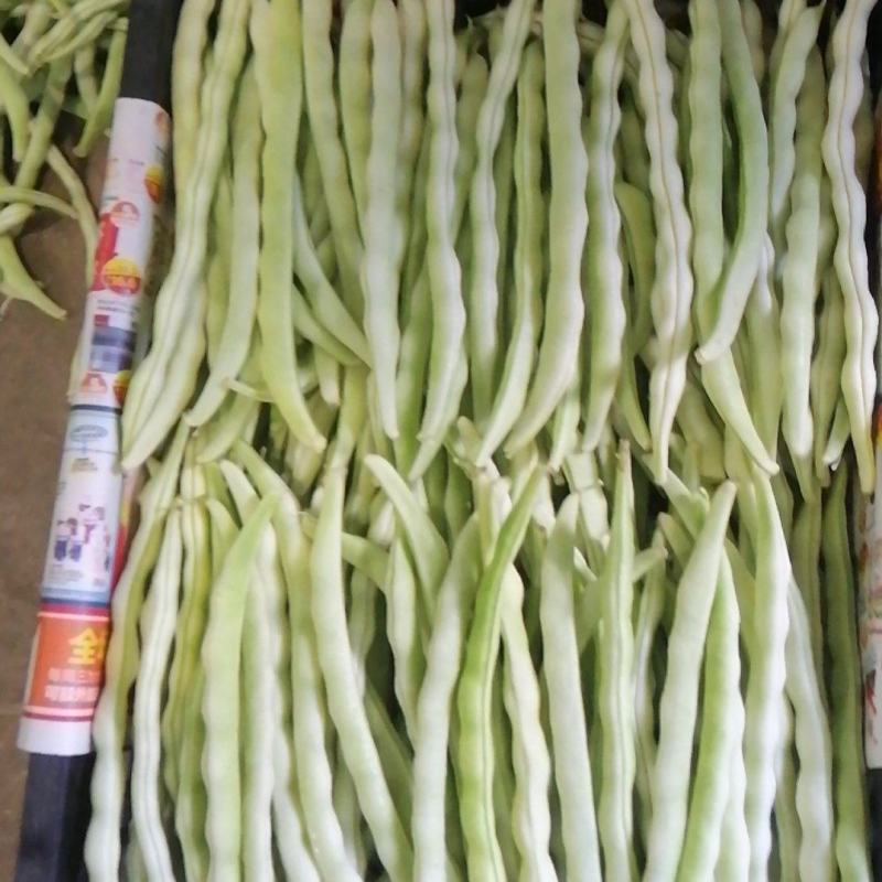精品白芸豆