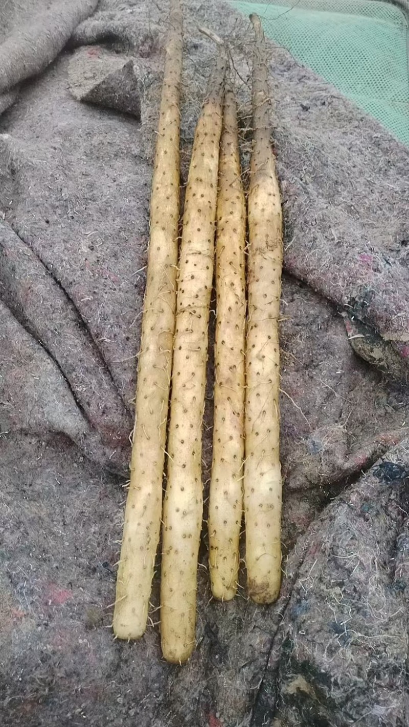 【河北】精选双棒山药保质保量品质保障视频看货