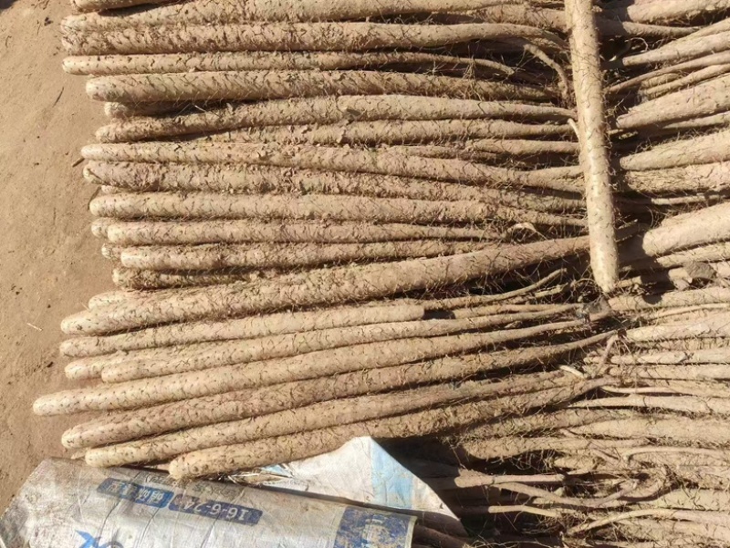 【河北】精选双棒山药保质保量品质保障视频看货