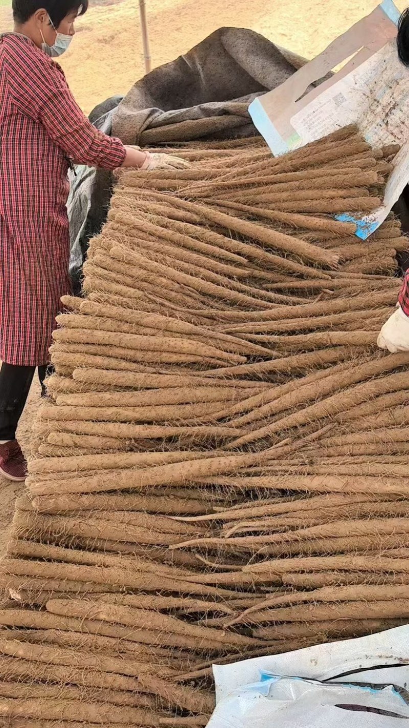 【河北】精选双棒山药保质保量品质保障视频看货