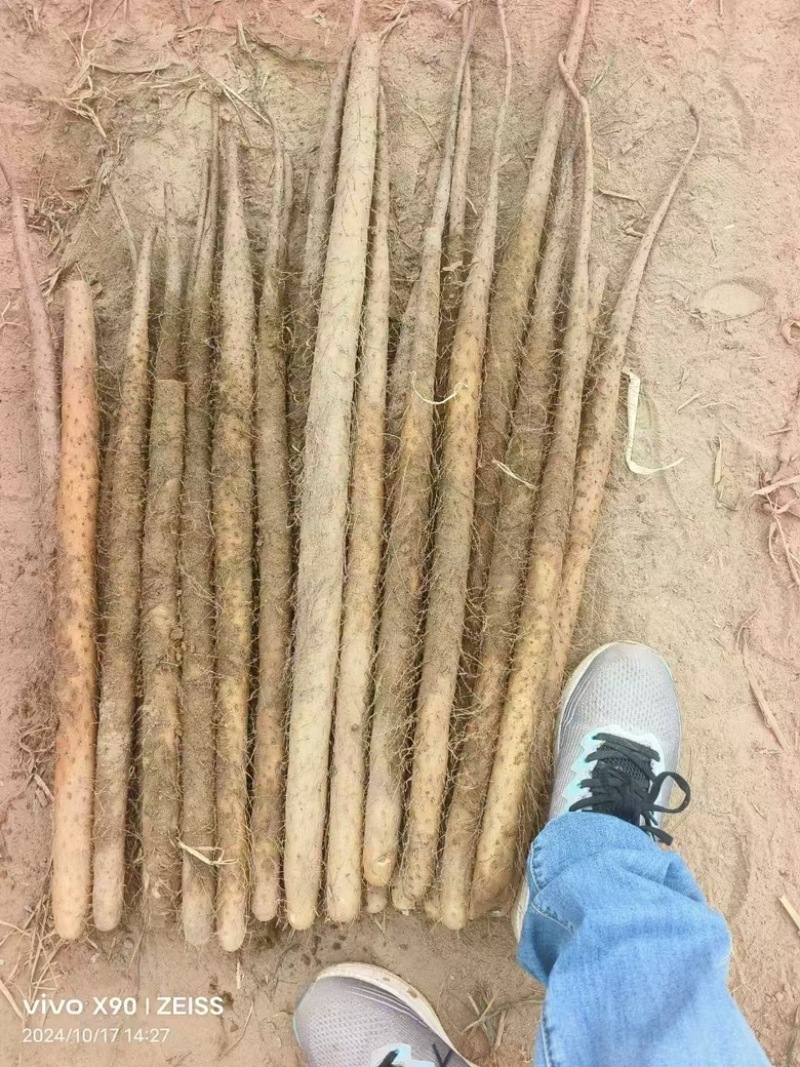 【河北】精选双棒山药保质保量品质保障视频看货