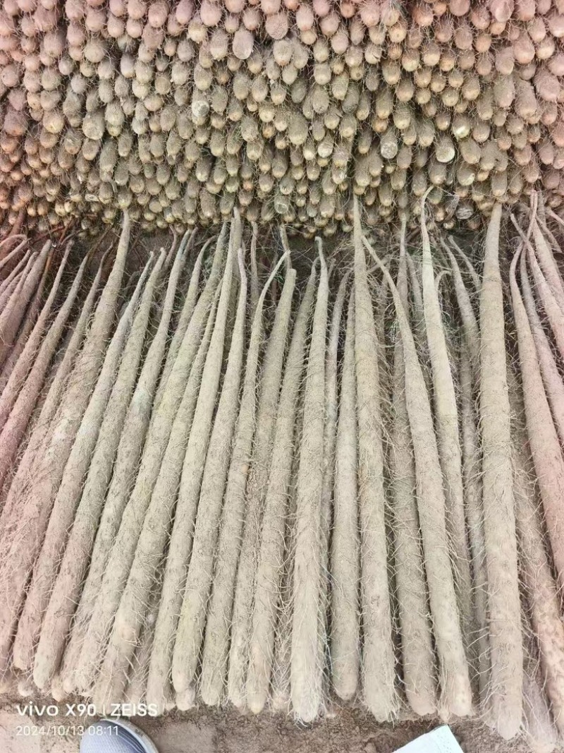 【河北】精选双棒山药保质保量品质保障视频看货