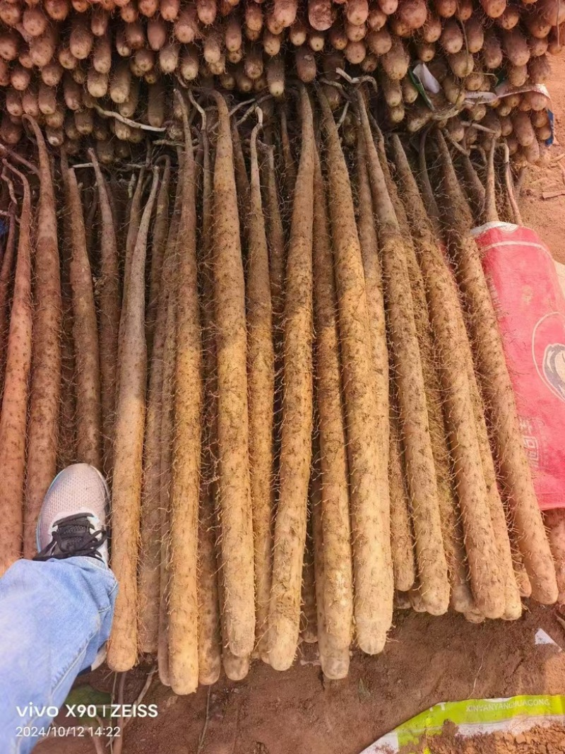 【河北】精选双棒山药保质保量品质保障视频看货